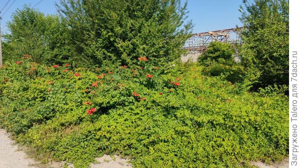 Тут когда-то кампсис вдоль забора высадили