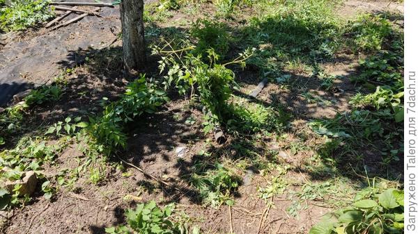 Связала из него веники