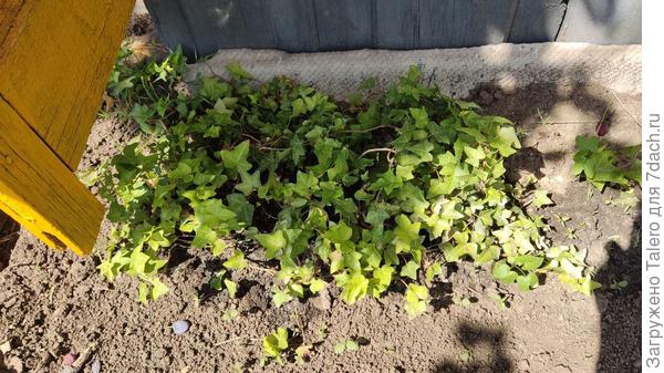 В эту же клумбу буду вписывать плющ