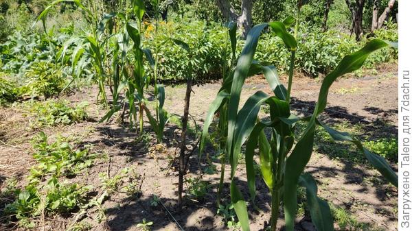 Кукуруза-недоросток готовится одарить меня мини-кочанами. А за ней вовсю зеленеет запоздалый укроп