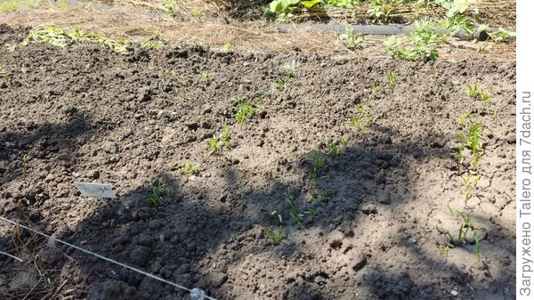 Или шпинат, или нет