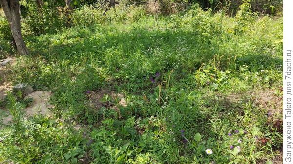 Это, между прочим, клубничная грядка! Ну, не вся, конечно