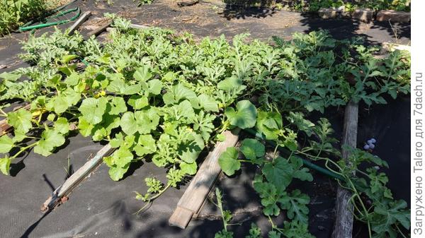 Арбузы с дынями изображают весёленькую лужайку, а плоды делать не спешат. Да и правда, куда торопиться, к Новому году арбузик как раз впору будет!