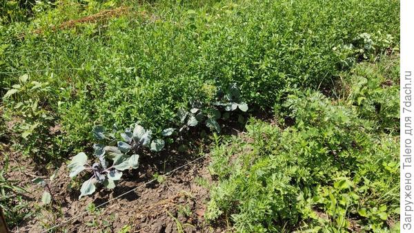 Эту грядку полоть слишком жарко. Капусту даже не комментирую