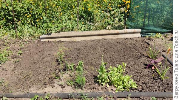 Шифер вкопался всё равно неровно, но это потому что земля круглая и как раз там её изгиб оказался