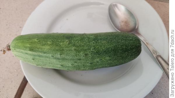 Закусила своим первым огурцом