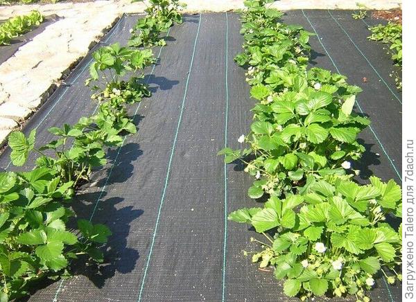 Такого типа. Оно крепкое, плотное, и не истлевает за год, как обычное агроволокно.