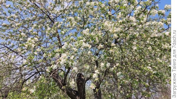 А тут примерно можно догадаться, сколько у нас яблок в этом году