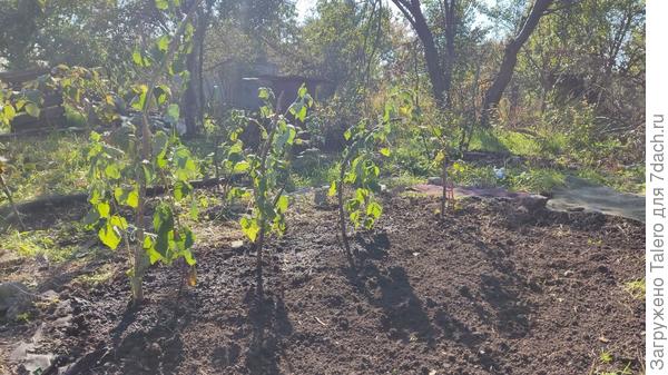 А пока пересадила жёлтую малину из угла, который ей наотрез не нравился