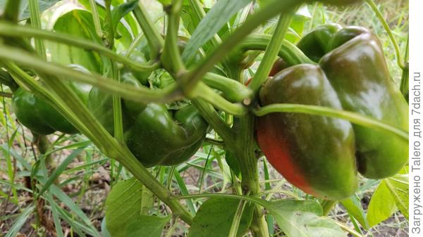 Мой перец начал спеть