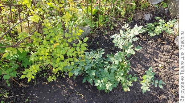 Даже вот такие мощные кусты успели вымахать под сенью бесполезной малины