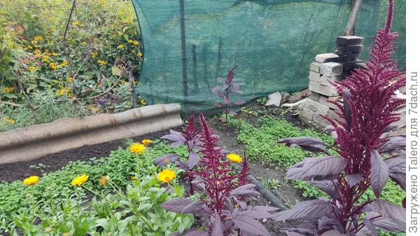 Вот декоративный, сам вылезает