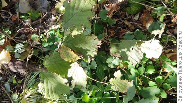 Листья что поцелее, в общем, недоеденные