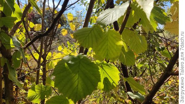 Мне не даёт считать это орешником то, что я всегда считалаорешник кустом