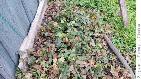 Как дела у плюща? Да всё нормально!