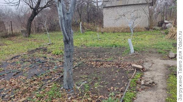 Побелка высохнет к весне