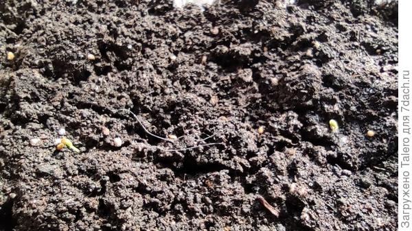 Вот и первые всходы землянички, посеянной 24 января!