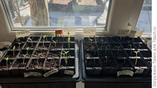 А это пока что весь запас томатов