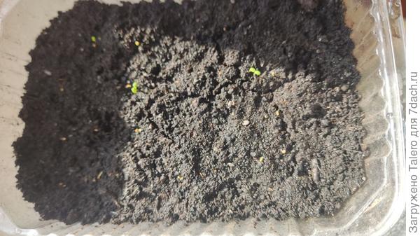 Та же коробочка через три дня! Лезут потихонечку))