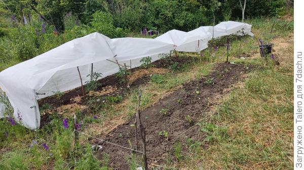 Вот фото высадки томатов. Не в канавку, штук по 12 на грядку. А таких грядок у меня было четыре занято, можно было больше, но рассада кончилась