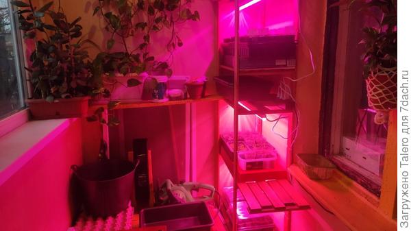 Вот такой у меня теперь стеллаж для манюсек))