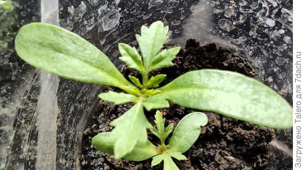 Это мои самые бодрые бархатцы)) скоро можно будет по стаканчикам их растаскивать