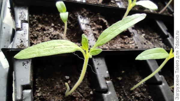 Помидорки!))