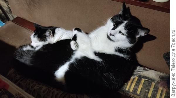 Чё, опять праздновать??