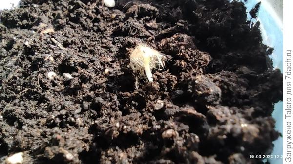 Только одну удалось нормально сфоткать, такая смешная, волосатая))