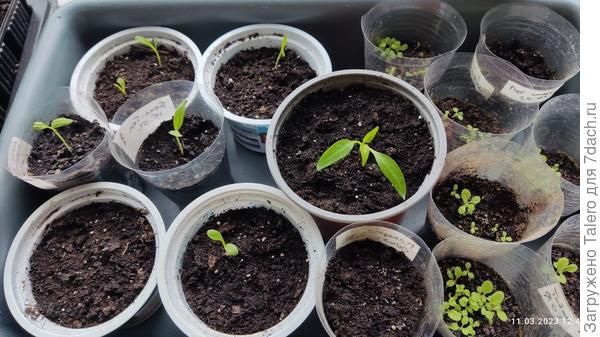 Тут можно рассмотреть газанию))