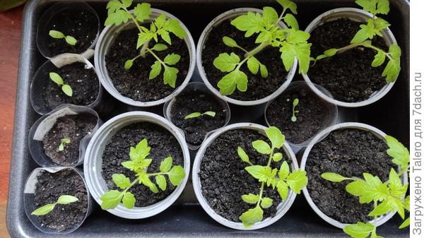 Часть того, что можно назвать баклажанами