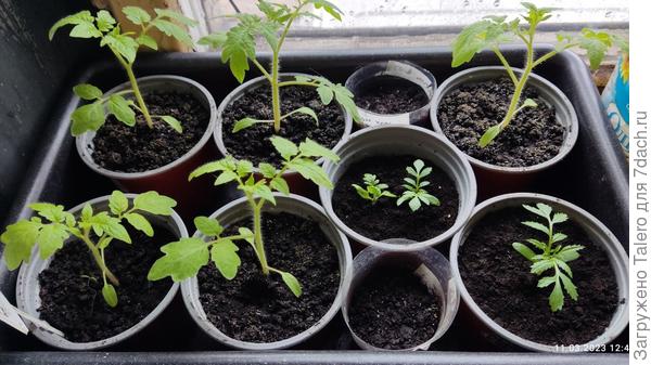 Часть помидорок уже на кухню выселила, тесновато на лоджии