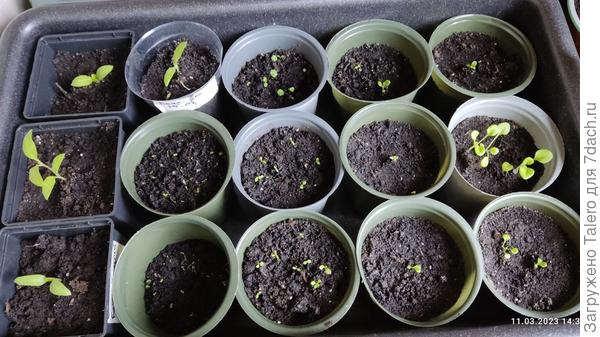 Вот, тут у меня ещё часть баклажанов, остатки земляники, спасённая от котов лобелия (они её нашли и пытались распикировать), сортовые петуньи и, для сравнения,  самая чахлая из беспородных петуний