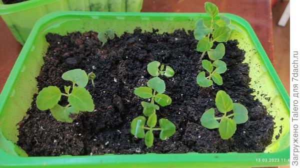 Сальвии красотки