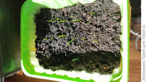 Лучок многолетний