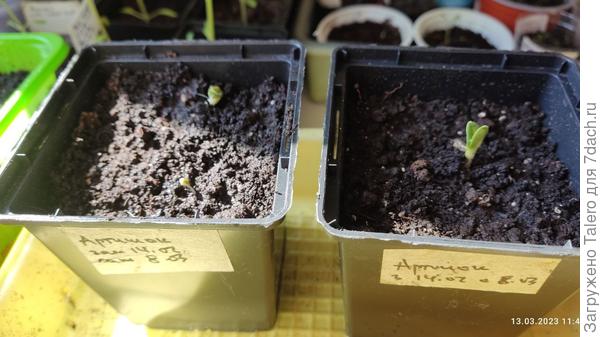 Артишоки, эти самые активные