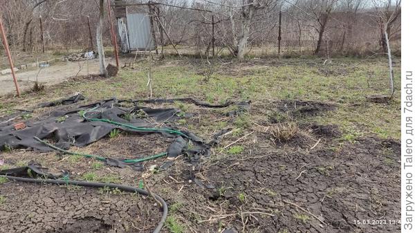 И надо выпустить тюльпаны из-под арбузного агроспана