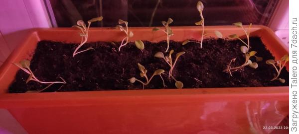 А под видом петуньи растёт вот такое недоразумение