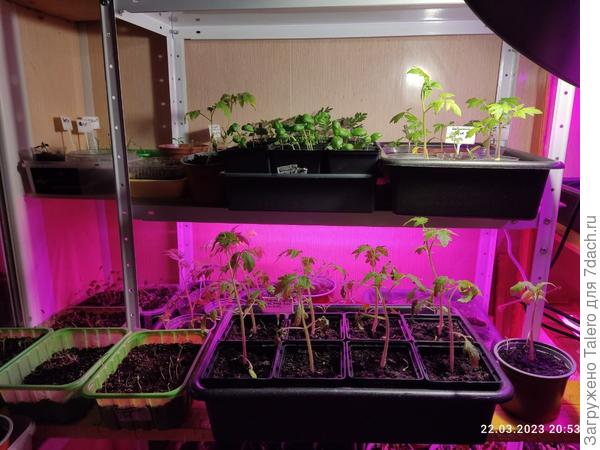 Томаты вот такие примерно, но есть и блохи