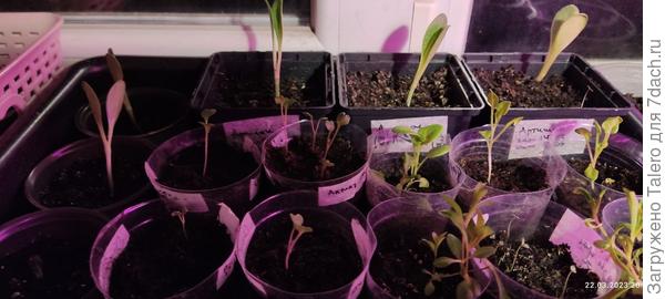 А это цветочки с артишоками!