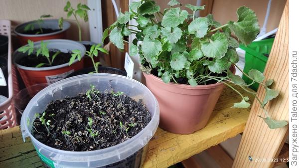 Сравнительная фоточка: колокольчики, которые я посеяла рассадой, и колокольчики, купленные у бабульки!