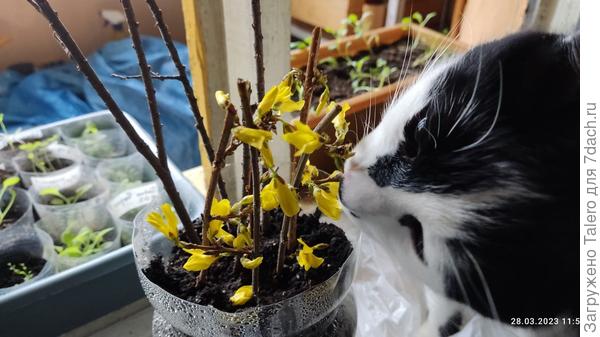 Если коты с этим смирятся