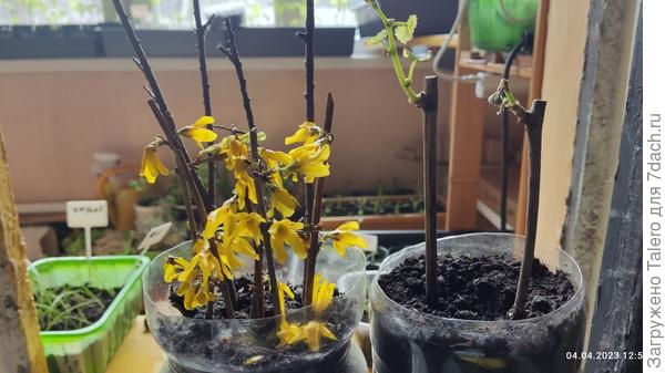 Им вторят кустики: один виноградик что-то грустен, зато второй прёт изо всех сил