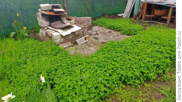 Клевер, просто клевер!