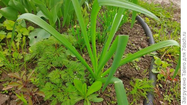 А я нашла новые цветочки!