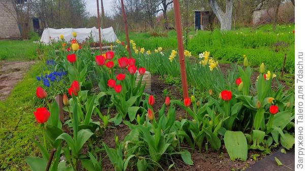 Тюльпаны уже частично цветут