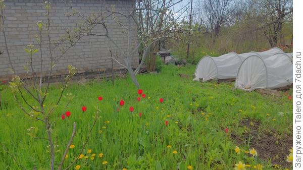 Дюшес слева, а справа выглядывает Талгарская красавица. А по центру — бесфамильная груша-недоразумение