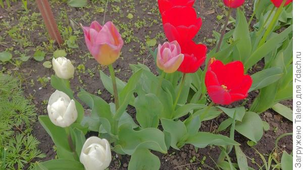 Ассортимент цветущих тюльпанов постепенно меняется