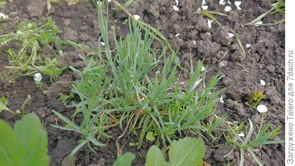 Это он или нет? А то я половину не помню кого покупала