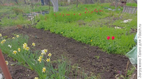 Зелень никак не посею, но грядку уже приготовила. Почти